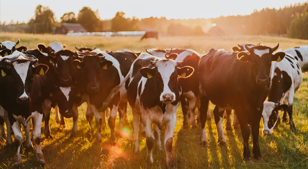 養(yǎng)牛場(chǎng)污水 養(yǎng)牛場(chǎng)污水