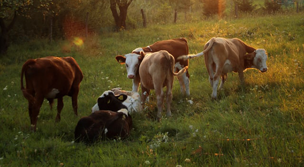 養(yǎng)牛場(chǎng)污水 養(yǎng)牛場(chǎng)污水