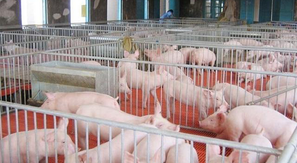 養(yǎng)豬廠廢水應(yīng)該怎么處理？該選用哪種處理方法？-樂中環(huán)保