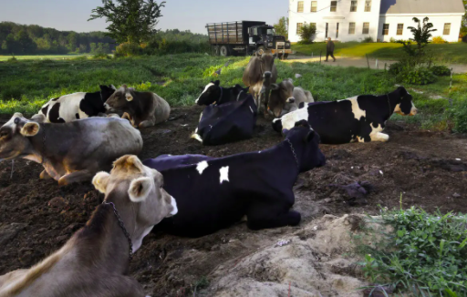 養(yǎng)殖場污水處理設(shè)備需要石灰輔助嗎-青島樂中環(huán)保1 養(yǎng)殖場污水處理設(shè)備需要石灰輔助嗎-青島樂中環(huán)保1
