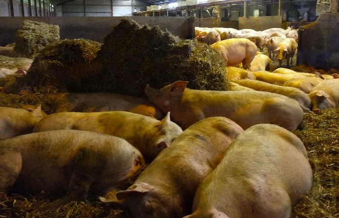 養(yǎng)豬場(chǎng)污水處理方法有哪些？選對(duì)工藝成本低效果好！