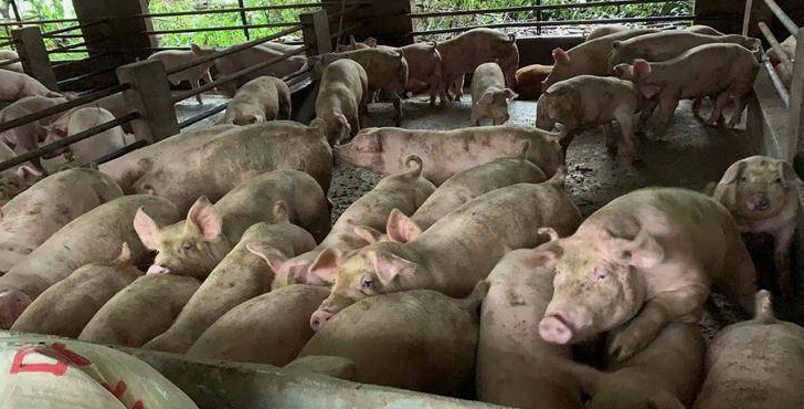 生豬宰豬場(chǎng)污水處理方法|工藝流程-樂(lè)中環(huán)保-1